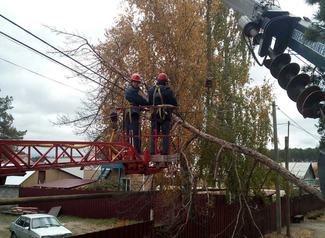 В Пасечках старая сосна рухнула на электропровода В Пасечках старая сосна рухнула на электропровода